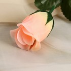 Цветы искусственные «Роза», h=23 см, персиковые - Фото 2