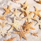 Набор натуральных морских звезд,  1,5 - 2,5 см, 20 шт - фото 9233647