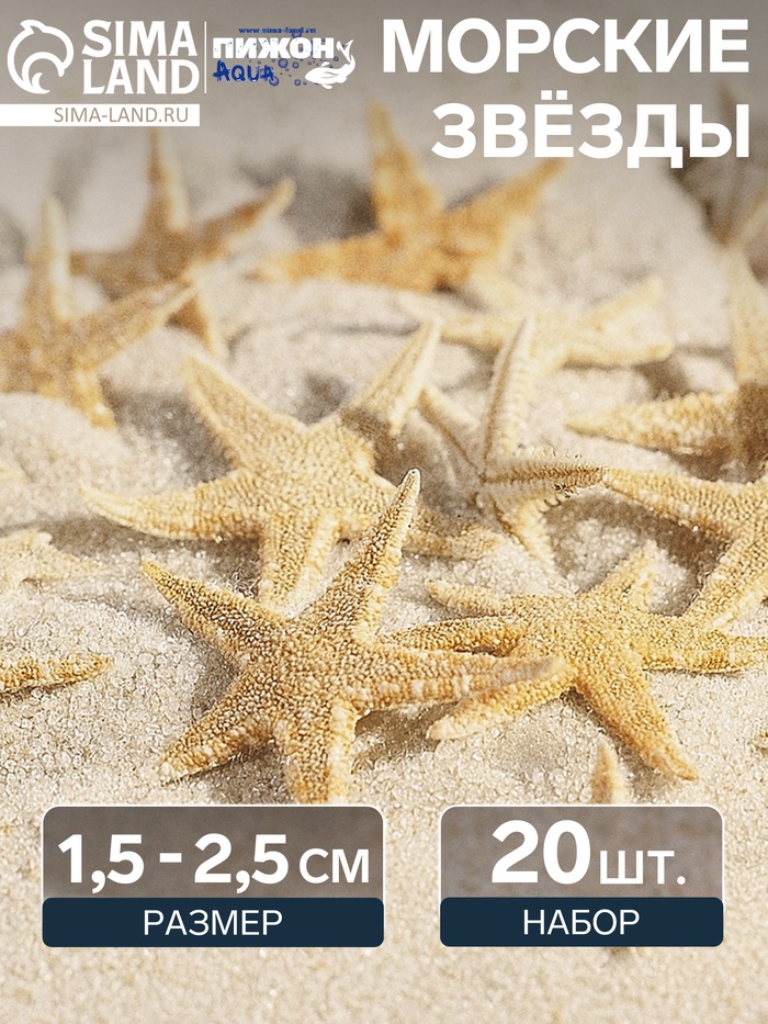 Набор натуральных морских звезд, 1.5 - 2.5 см, 20 шт. - Фото 1