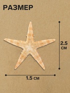 Набор натуральных морских звезд, 1.5 - 2.5 см, 20 шт. - Фото 2
