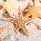 Набор натуральных морских звезд, 1.5 - 2.5 см, 20 шт. - Фото 6