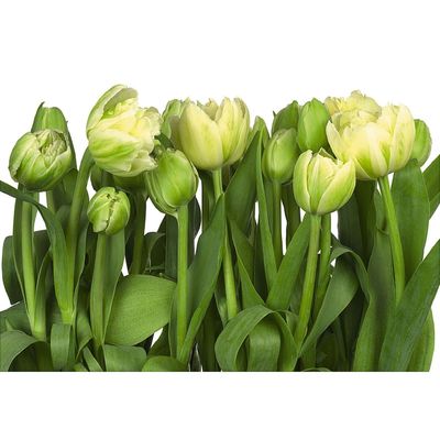 Фотообои Komar 8-900 "Тюльпаны", 3,68х2,54 м