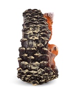 Садовая фигура из полистоуна «Белка в шишке», 25×20×14 см - Фото 11