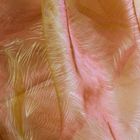 Штора Органза с тиснением, ширина 150 см, высота 260 см, цвет жёлто-малиновый - Фото 2