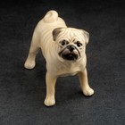 Сувенир собачка «Мопс» - фото 24373831