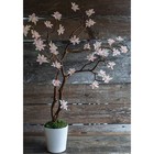 Бумага гофрированная, 969 "Светло-розовая", 50 см х 2,5 м - фото 24660734