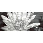 Вставка керамическая Wave WA2G441D Цветы, чёрно-белая, 440х200 мм - Фото 1