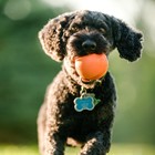 Мяч для собак Zogoflex Jive L, 8 см, оранжевый - Фото 5