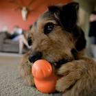 Перетяжка для собак Zogoflex Tux L, 15,25 см,  оранжевая - Фото 5