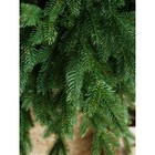 Ёлка искусственная Green trees «Россо», премиум, 150 см - Фото 9