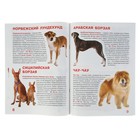 Большая книга «Древние породы собак» - Фото 3