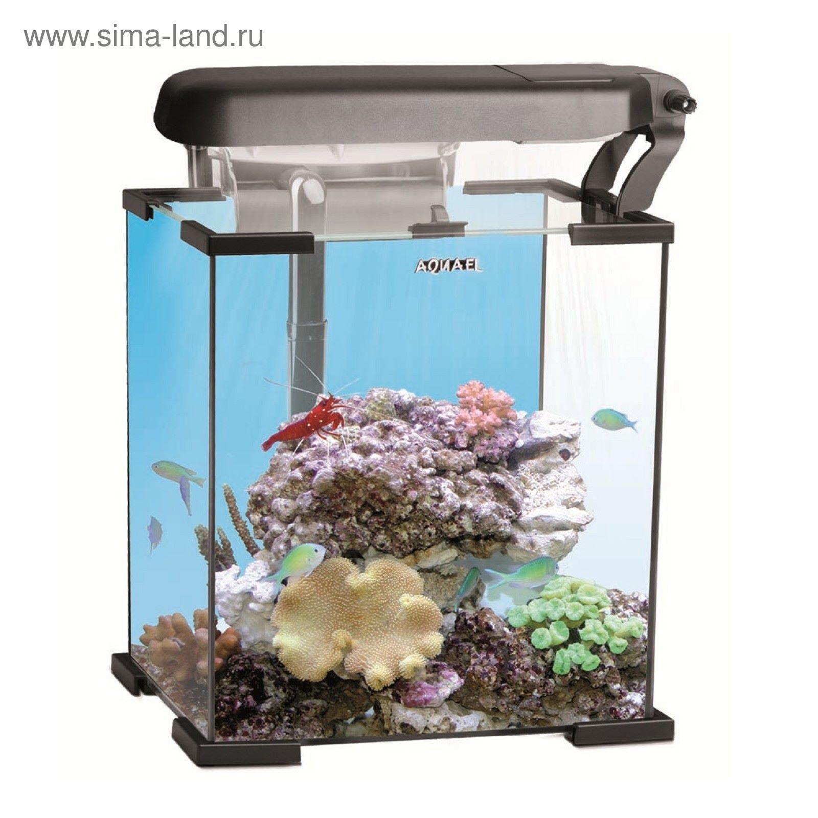 Морской аквариум NANO REEF 30 черный (Aquael) 30л.,25x25x30, FZN, свет LED:  marine 6w,actinic 6w 1 (1614235) - Купить по цене от 6 496.51 руб. |  Интернет магазин SIMA-LAND.RU