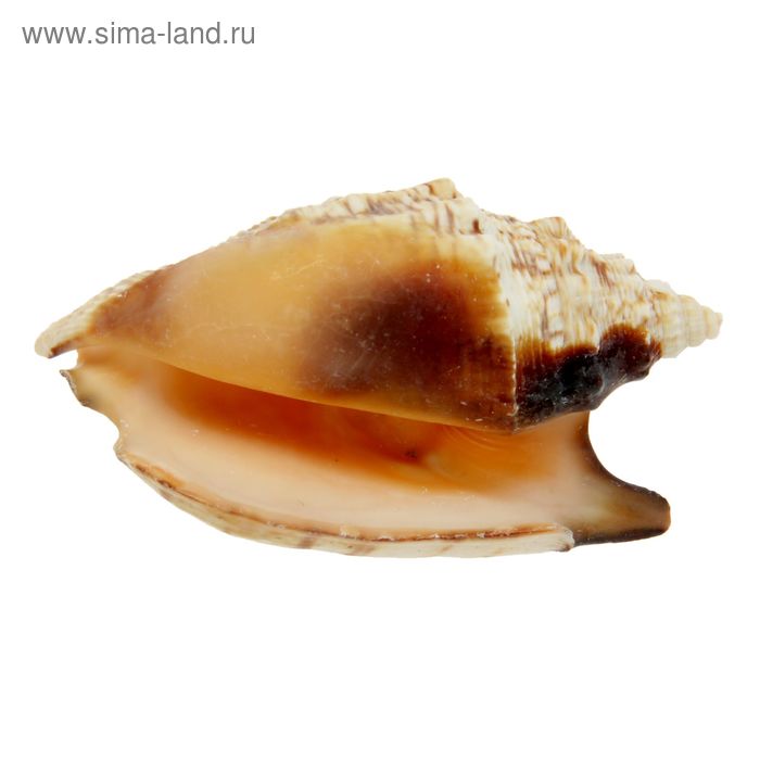 Морская раковина  Стромбус  булла 12011 - Фото 1
