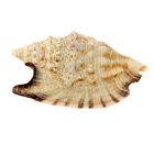 Морская раковина  Стромбус  булла 12011 - Фото 3
