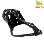 Намордник кожаный цельнокроенный питбультерьер, ДН 8 см, ОМ 30 см, чёрный - Фото 2