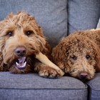 Игрушка Petstages Dogwood для собак, палочка деревянная, маленькая - Фото 3