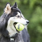 Теннисный мяч  Kong Air для собак, с канатом, средний - Фото 3