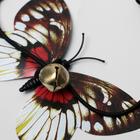 Дразнилка "Бабочка" с перьями, микс цветов - фото 8292215