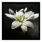 Картина "Белая лилия" 75*75 см - фото 317930266