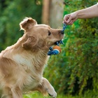 Игрушка тренировочная канатная, до 125 г, до 45 см, с мячом, цвет МИКС - Фото 8