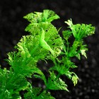 Растение искусственное аквариумное кустовое, 10 см, зеленый (комплект 2 шт) - фото 20674359