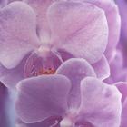 Кашпо для цветов «Орхидея», 1,6 л, 14 х 14 см - Фото 4