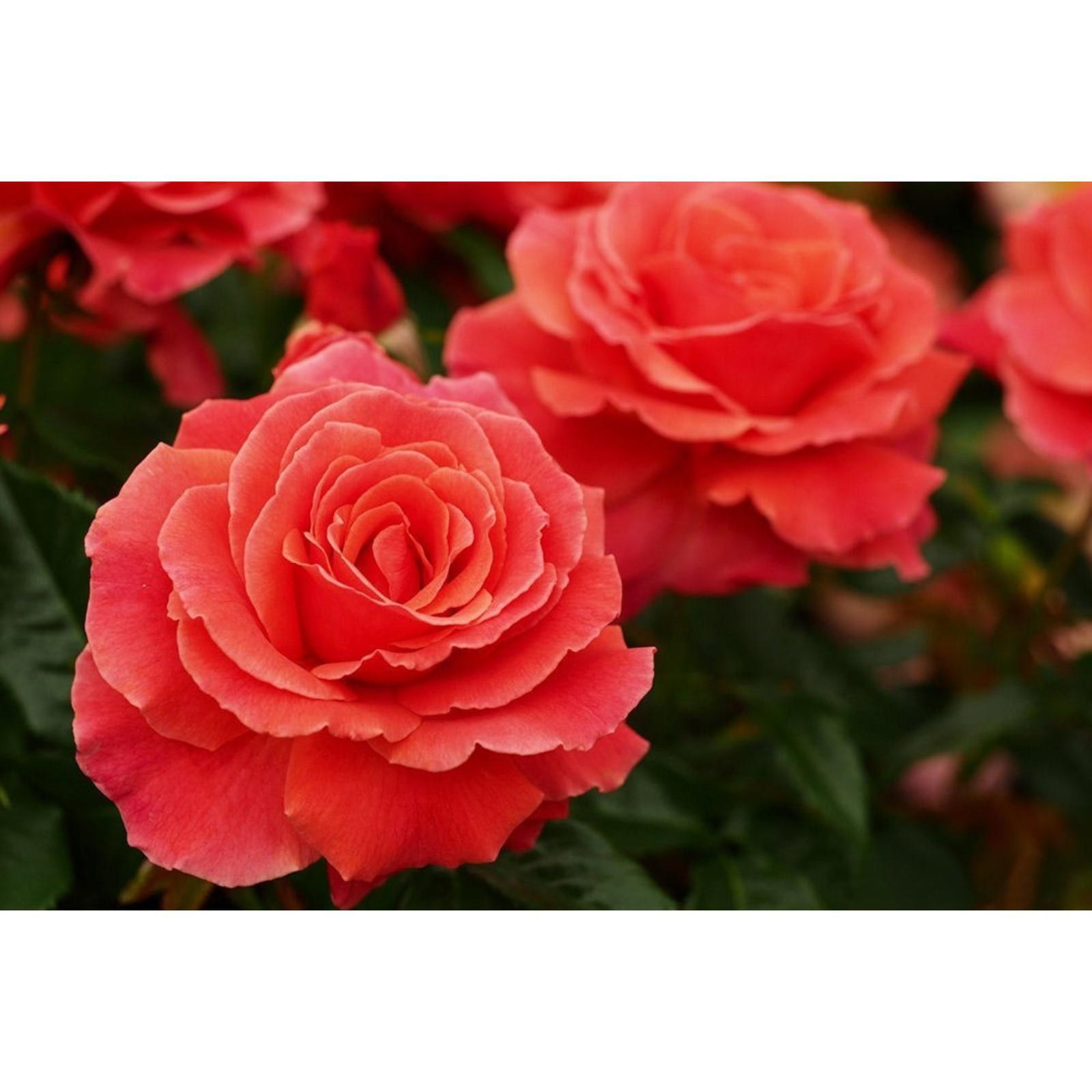 Саженец Роза Ай Нид Ю (Rosa I Need You) купить в Москве по низкой цене из питомн