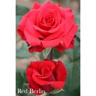 Саженец розы Red Berlin 3-х летний, 20 см - Фото 1