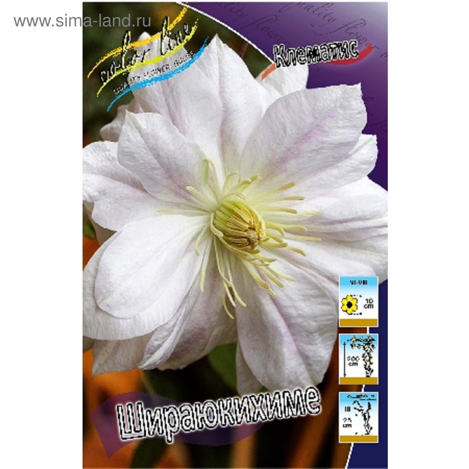 КЛЕМАТИС ШИРАЮКИХИМЕ SHIRAYUKIHIME ц 470р.. ВКонтакте