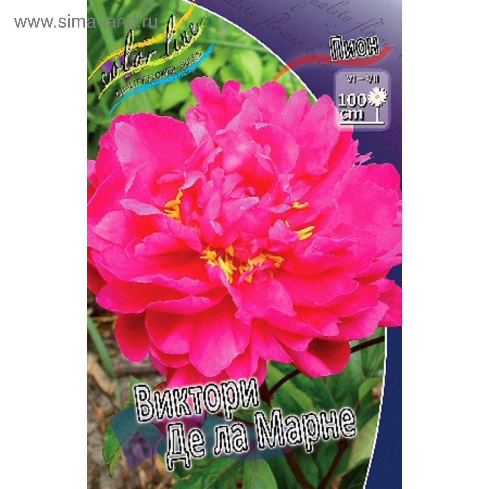 Paeonia 'Victoire de la Marne' (Herbaceous Peony) Paeonia lactiflora, Peonies, F