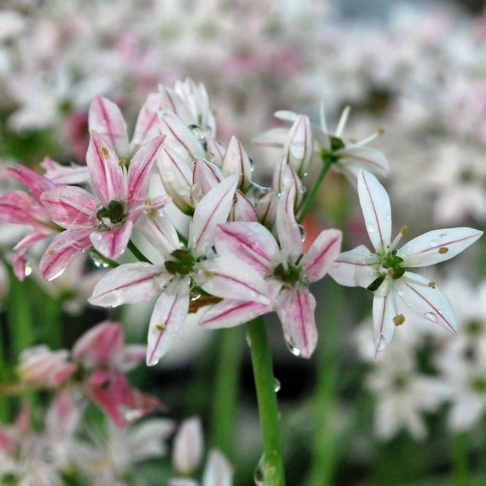 Аллиум Хамелеон (68917): купить почтой в России интернет-магазин Беккер