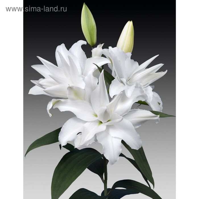 Лилия Восточная "Дабл Май Веддинг", р-р 12/14, 3 шт, (4176368) - Купить по цене