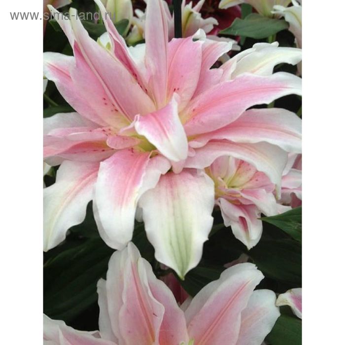 Лилия восточная Roselily Nowa (Розели Нова) купить выгодно ✵ Сады-Эдема.рф - инт