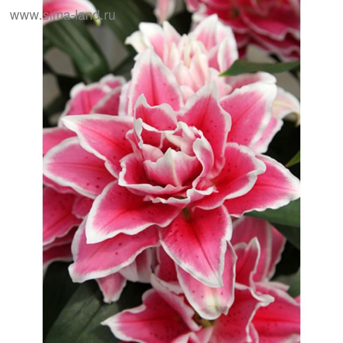 Лилия Восточная Дримлайн купить по цене 150 ₽ за шт. Интернет-магазин садовых ра