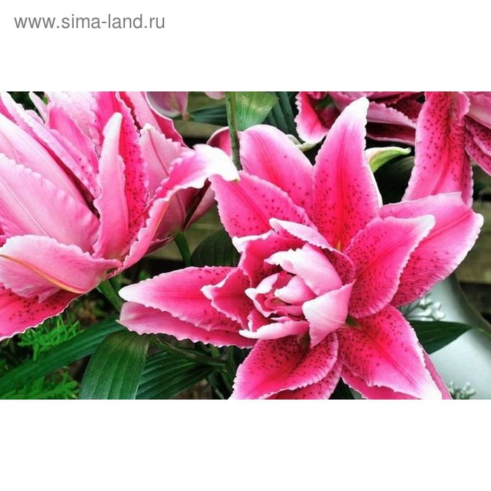 Лилия "ROSELILY Elena" (Роузлили Елена) - Саженцы лилий - купить недорого лилии