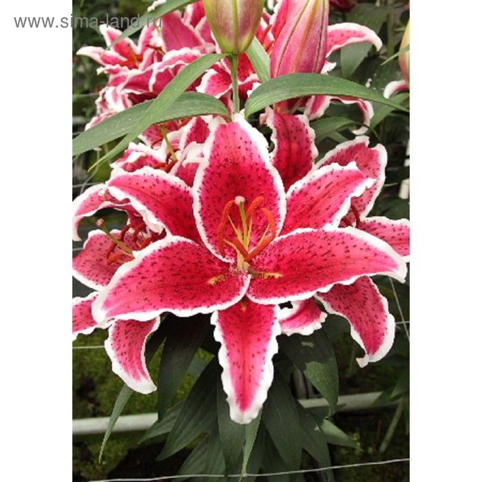 GAV Lilium Front Page - GAV Verdegaal