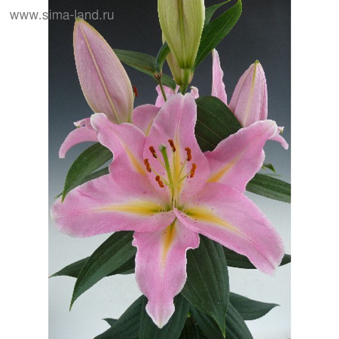 Купить Лилия Бранкузи в Москве и РФ. Описание сорта. Пункты самовывоза. Почтой (