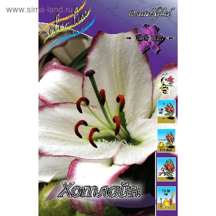 Лилия The Edge Купить луковицы почтой, недорого