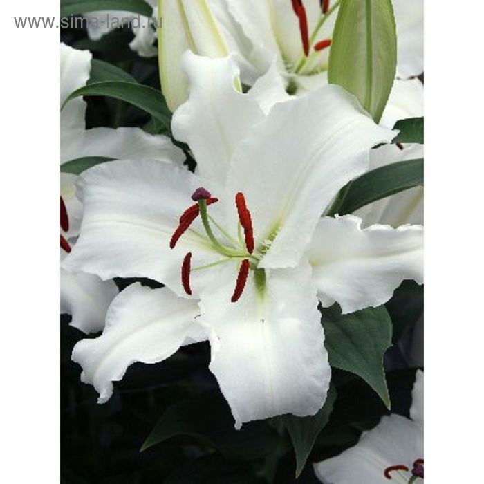 Лилия Диззи - Лилии - Растения - Интернет-магазин "Сад-Огород" - AgrotehCom.ru