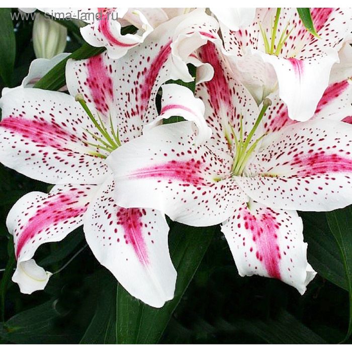 Луковицы Лилии Цветояр купить по выгодной цене в интернет-магазине OZON (1287686