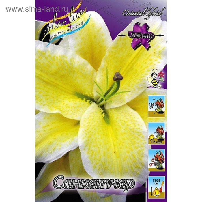 Лилия Санкетчер (восточная) купить в Москве по цене 0 руб. с доставкой ★ Интерне