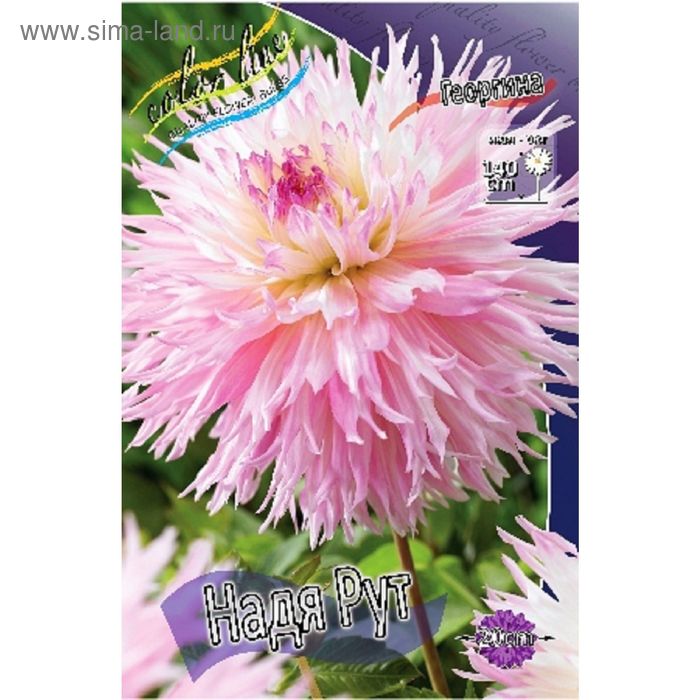 Волшебная сказка георгин фото и описание Волшебная сказка георгин фото и описание