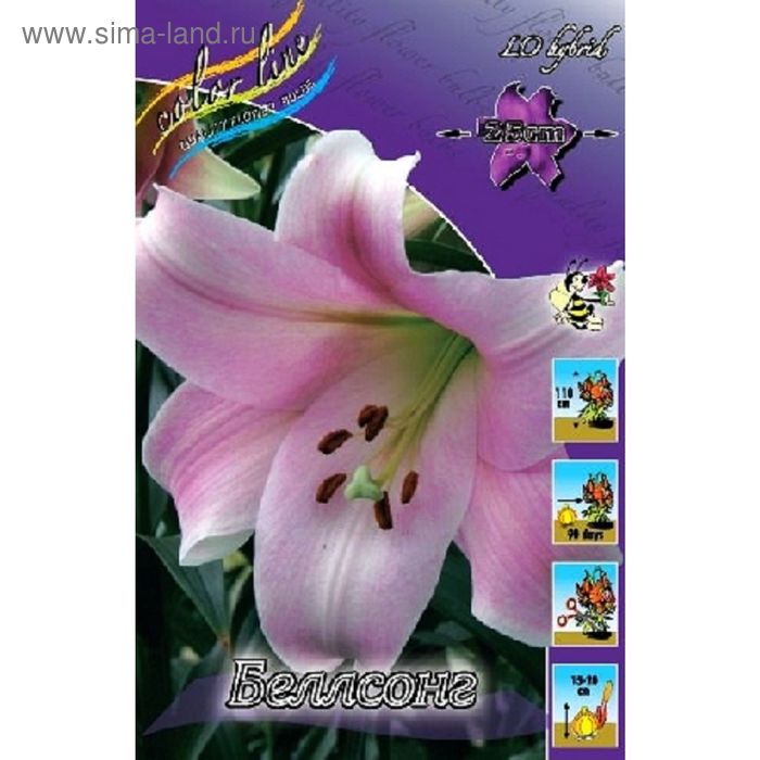 Photo Lily Lilie Bellsong About-garden.com