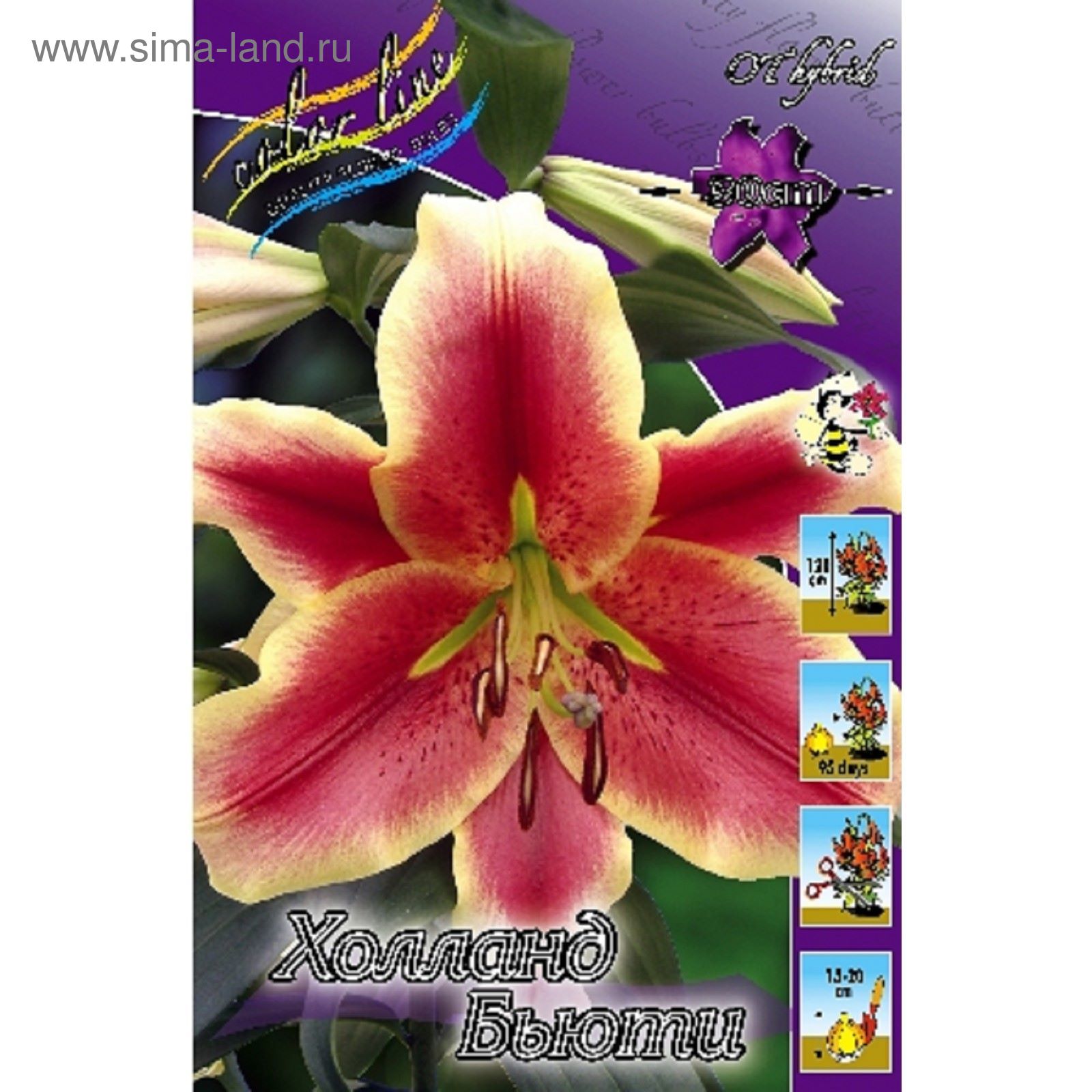 Лилия Холланд Бьюти