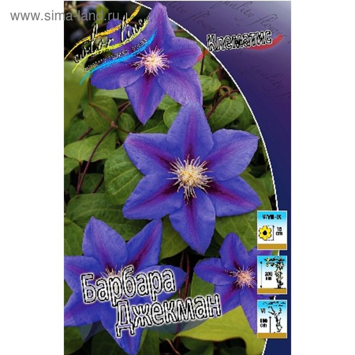 Совместные покупки - Саратов - Клематис (Clematis) Barbara Jackman фиолетовый с