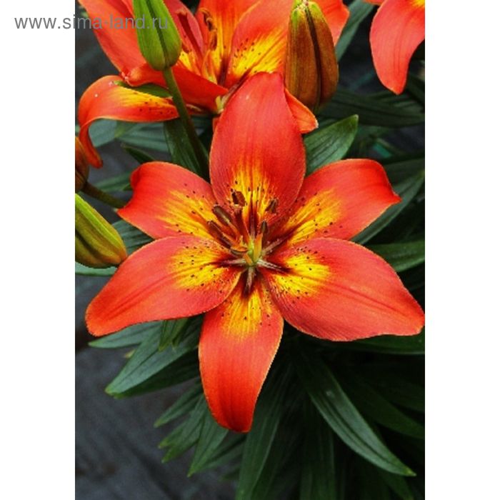 Клубни Лилии МастерСад купить по выгодной цене в интернет-магазине OZON (1568256