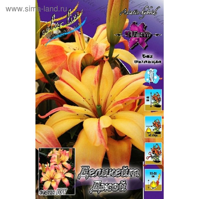 Лилия Азиатская Деликат Джой: Прекрасные фото цветка Эко-фокус Фотогалерея приро