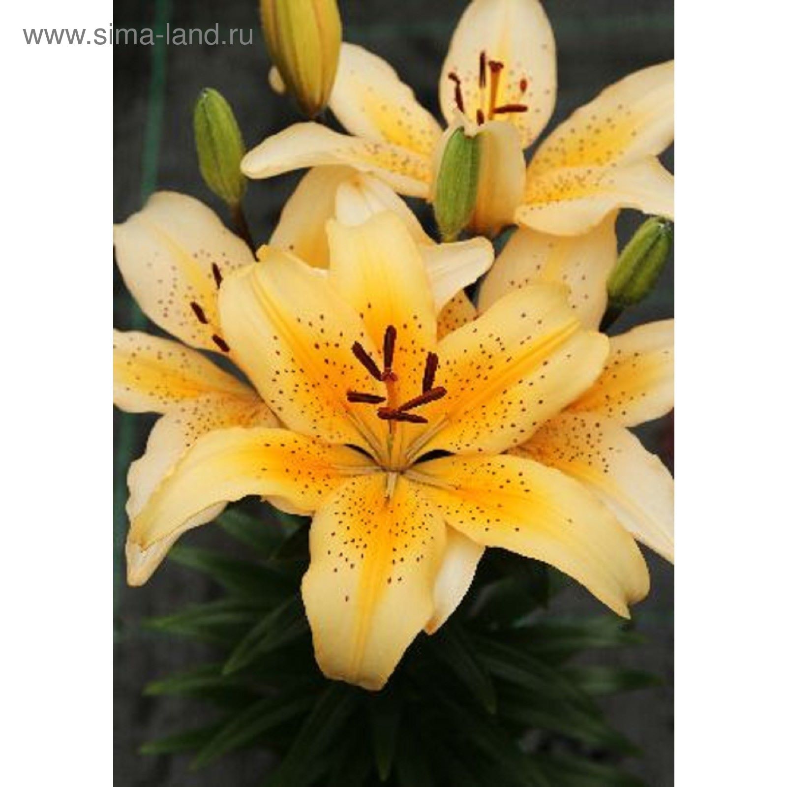 Лилия сенна. Лилия фулл мун. Лилия кокосса (от-гибрид). Лилия сенна. Лилия восточная венесуэла.