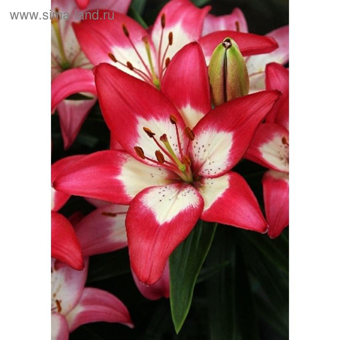 Перфект джой лилия фото Перфект джой лилия фото