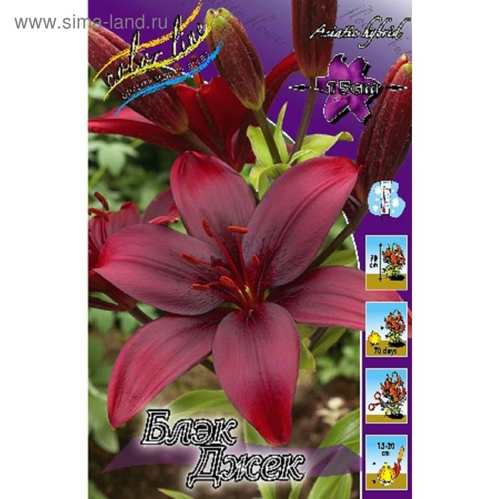 Фото-Тимыч-Black Jack (на солнце)